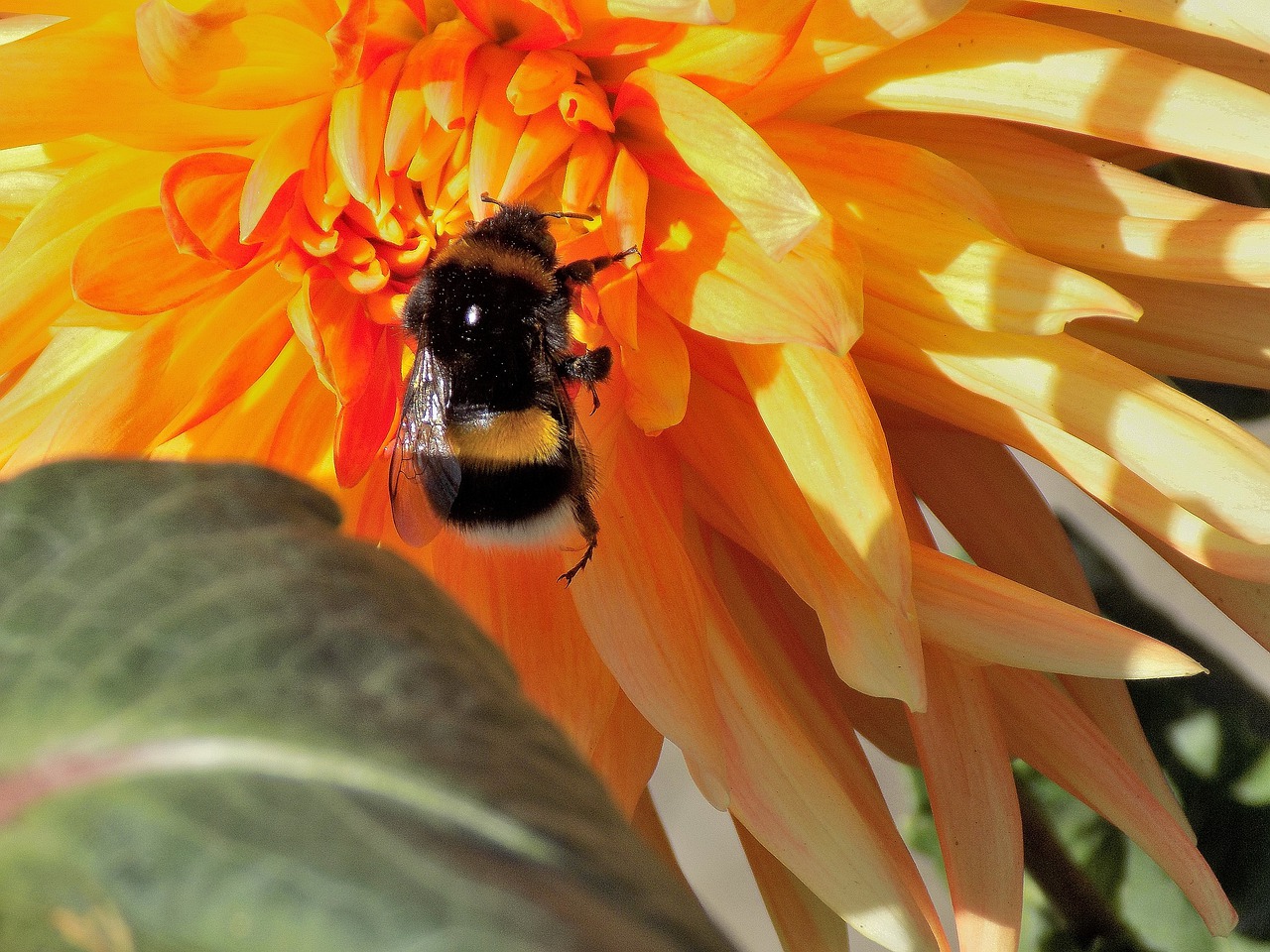 dahlia bumblebee nature free photo