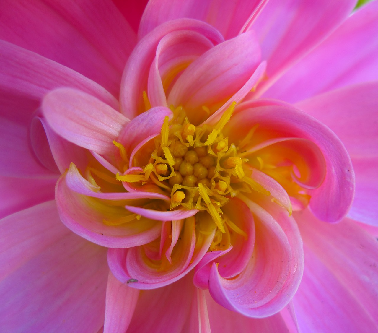 dahlia flower pink free photo