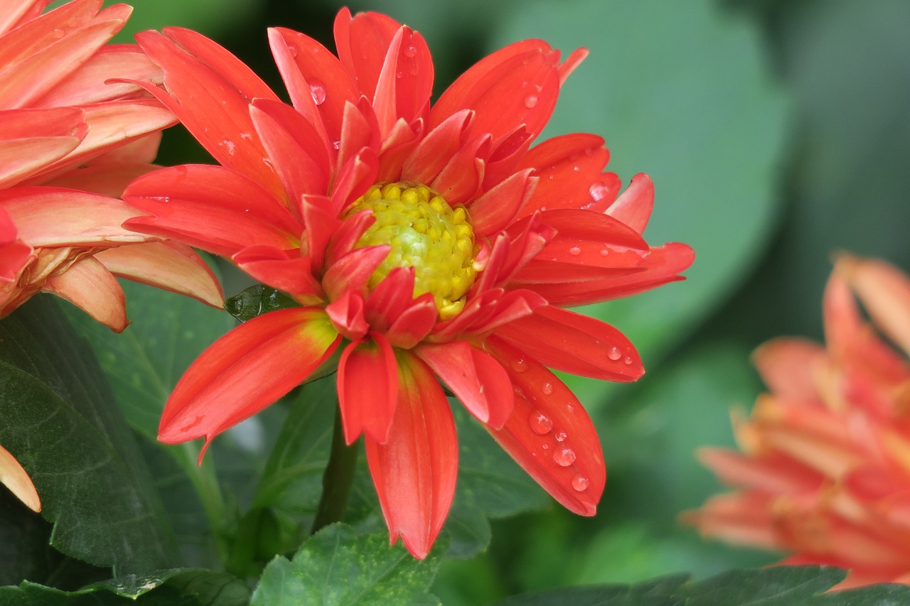 dahlia  nature  plant free photo