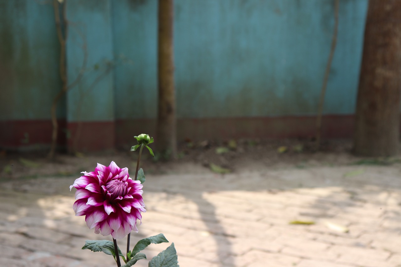 dahlia  flower  pink free photo