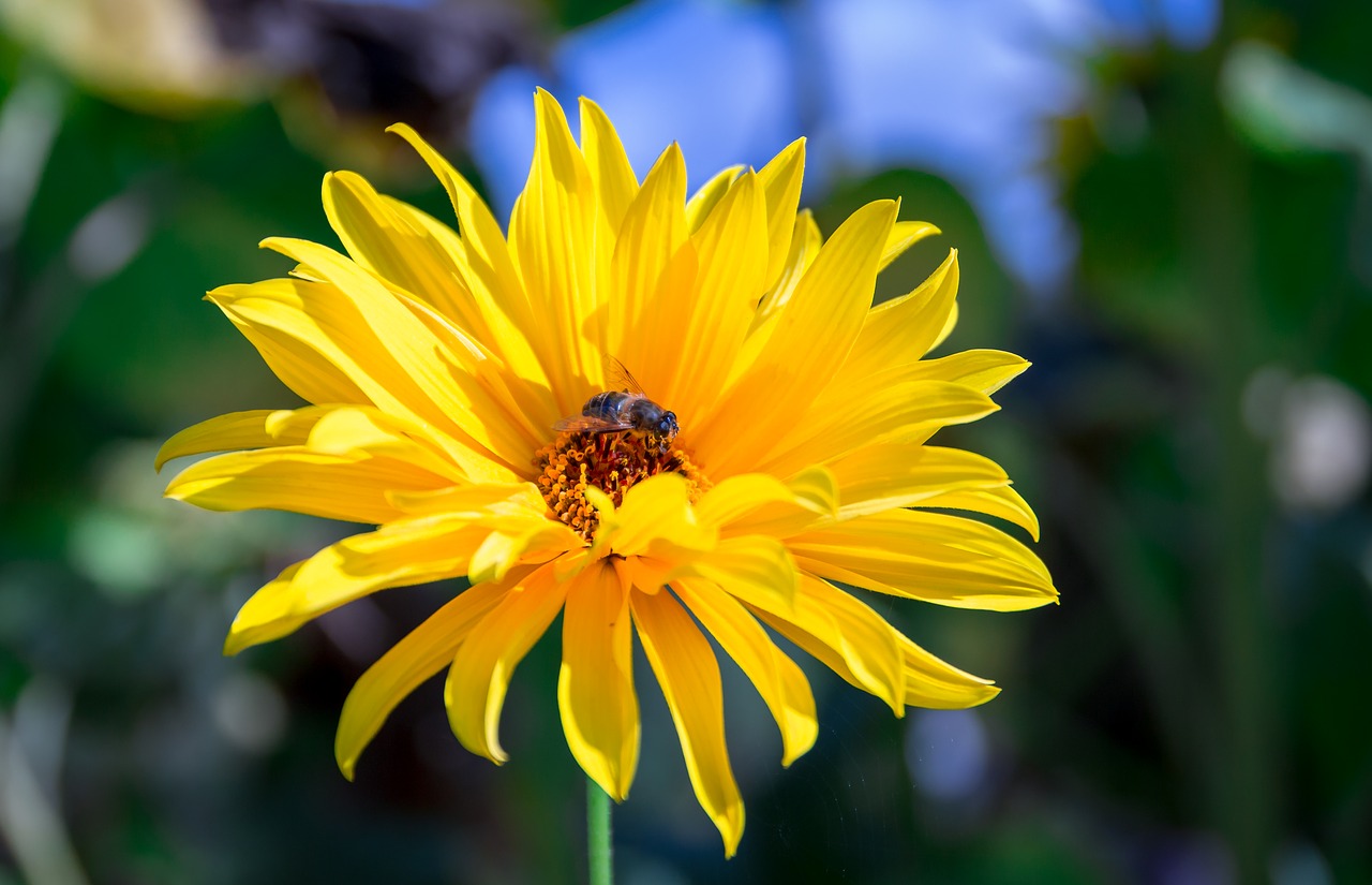 dahlia  yellow  bee free photo