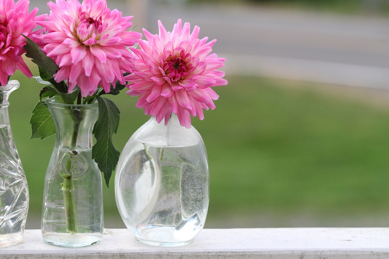 dahlia vase flower free photo