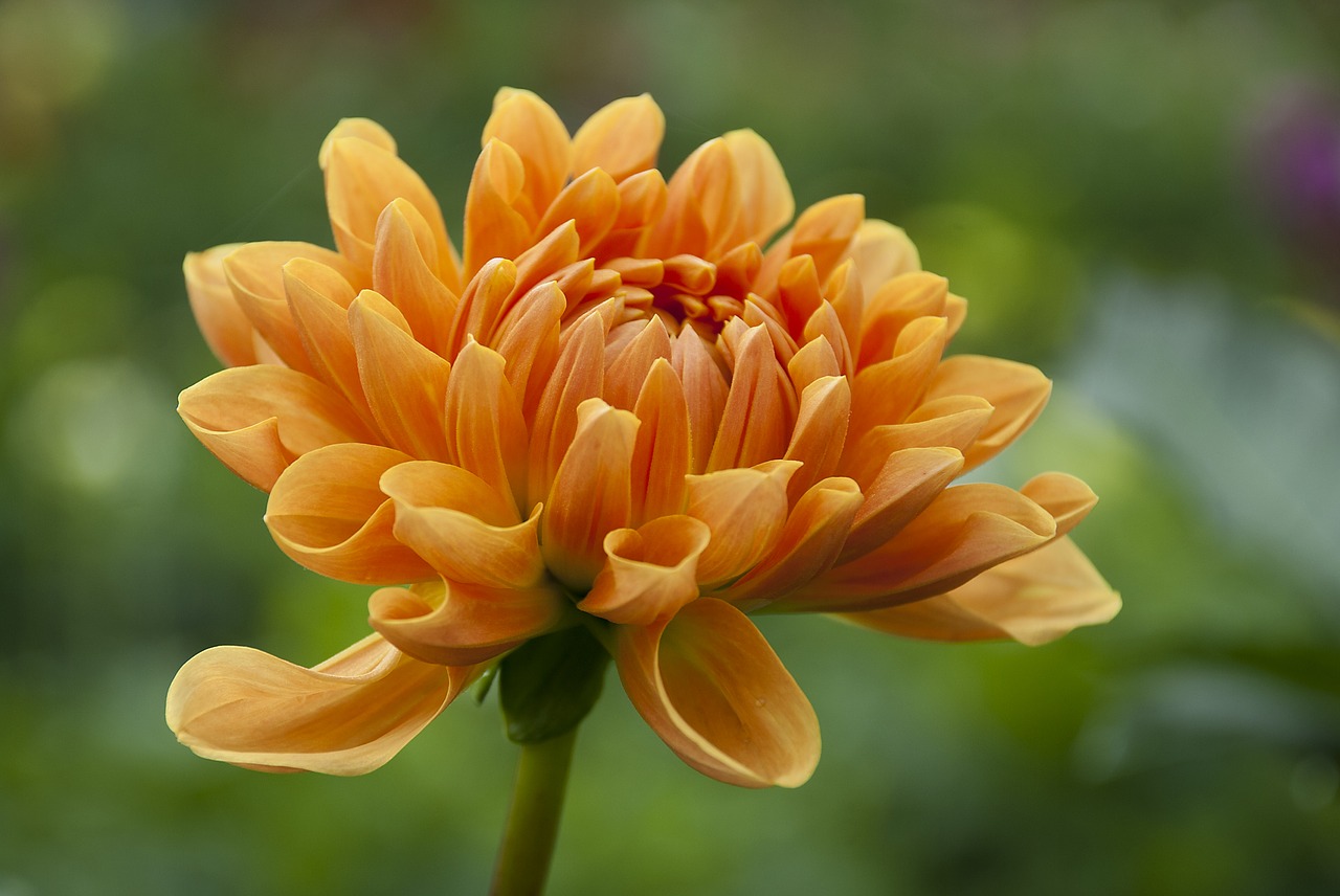 dahlia  oranjebloem  flowers field free photo