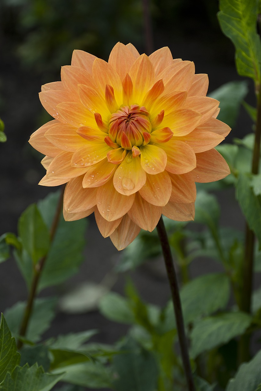 dahlia  oranjebloem  flowers field free photo