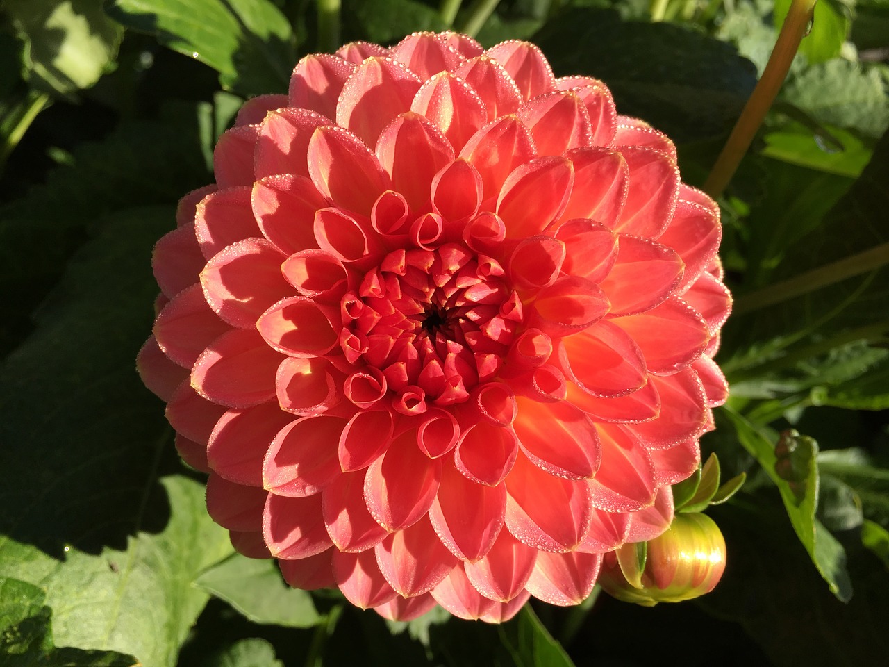 dahlia  flower  orange flower free photo