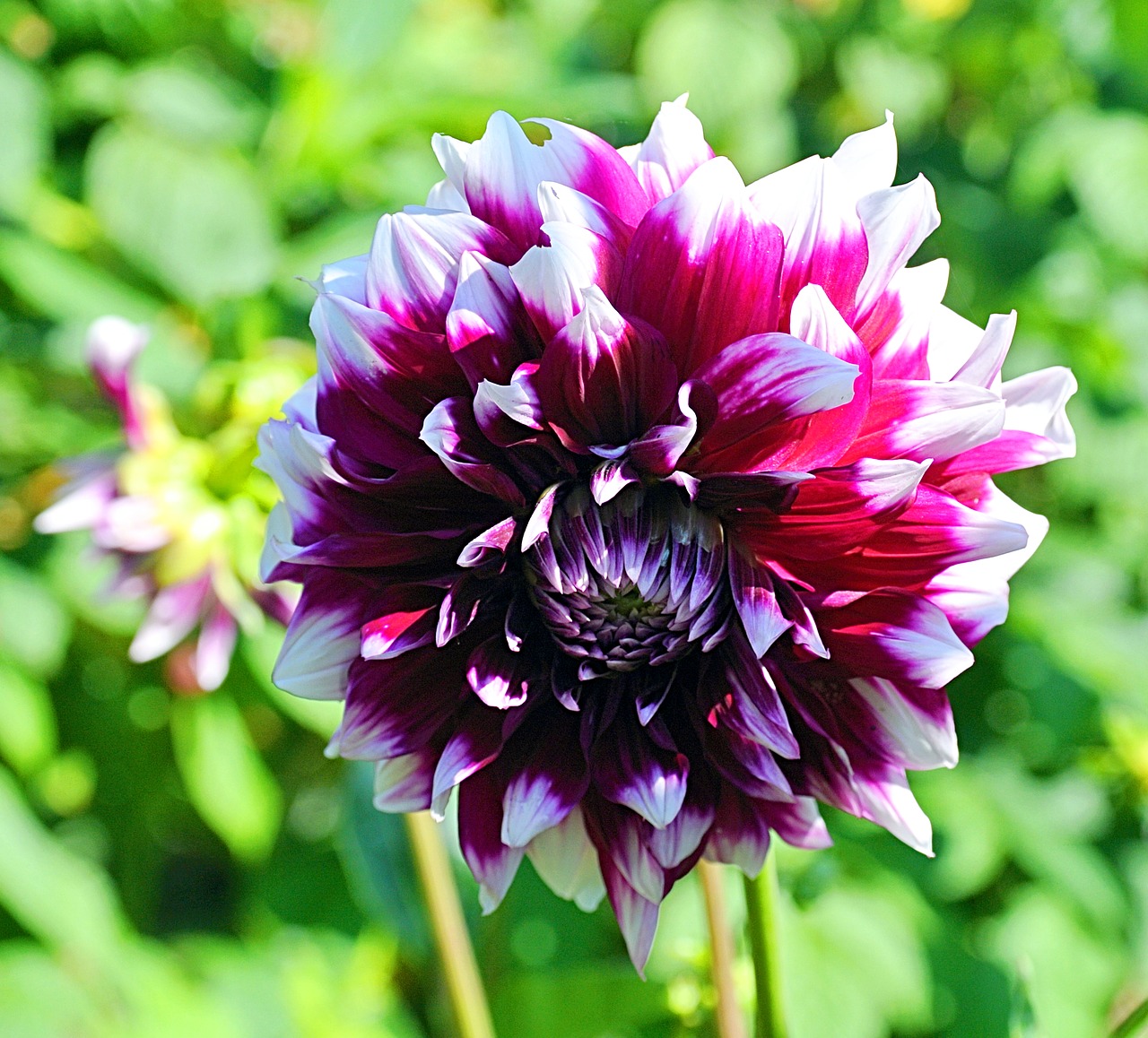 dahlia  flower  blossom free photo