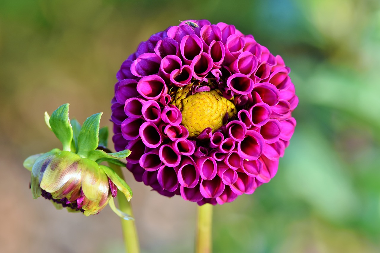 dahlia  dahlias bud  flower free photo