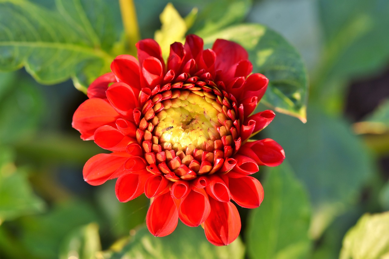 dahlia  dahlias bud  flower free photo