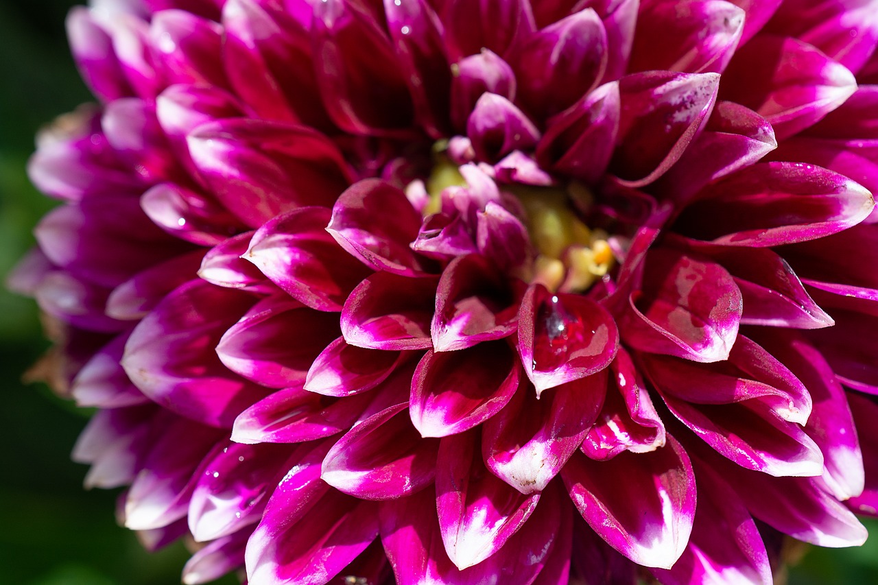 dahlia  blossom  bloom free photo