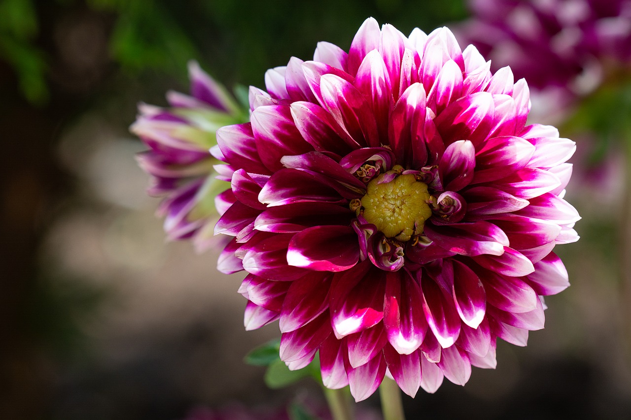 dahlia  bloom  garden free photo