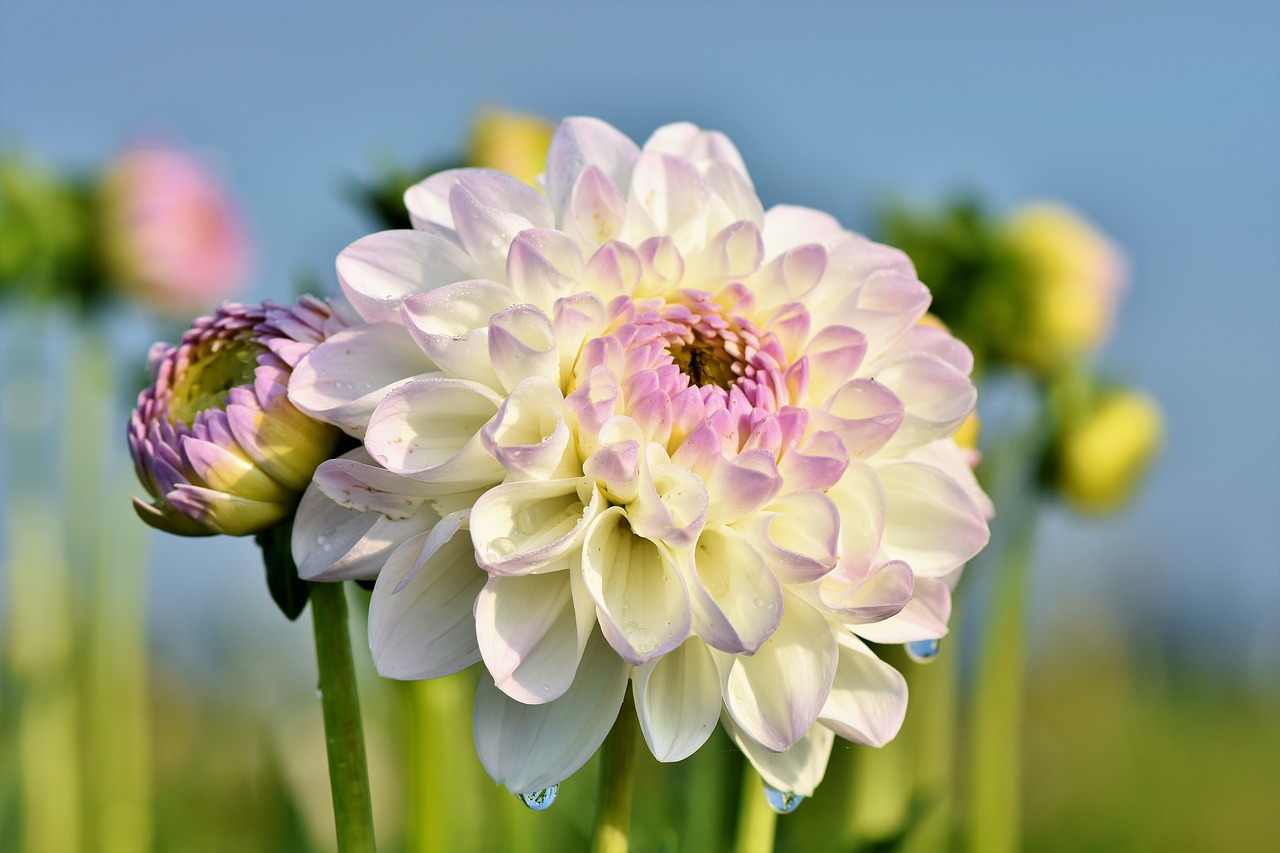 dahlia  dahlias bud  flower free photo