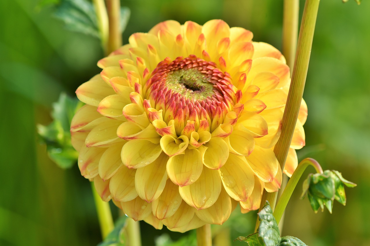 dahlia  dahlias bud  flower free photo