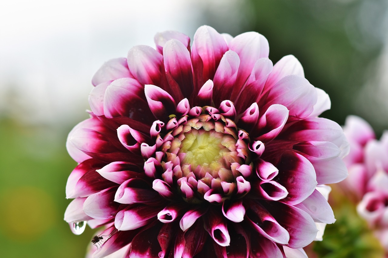 dahlia  dahlias bud  flower free photo