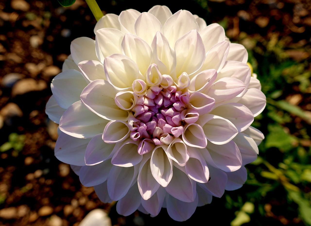 dahlia  plant  flower free photo