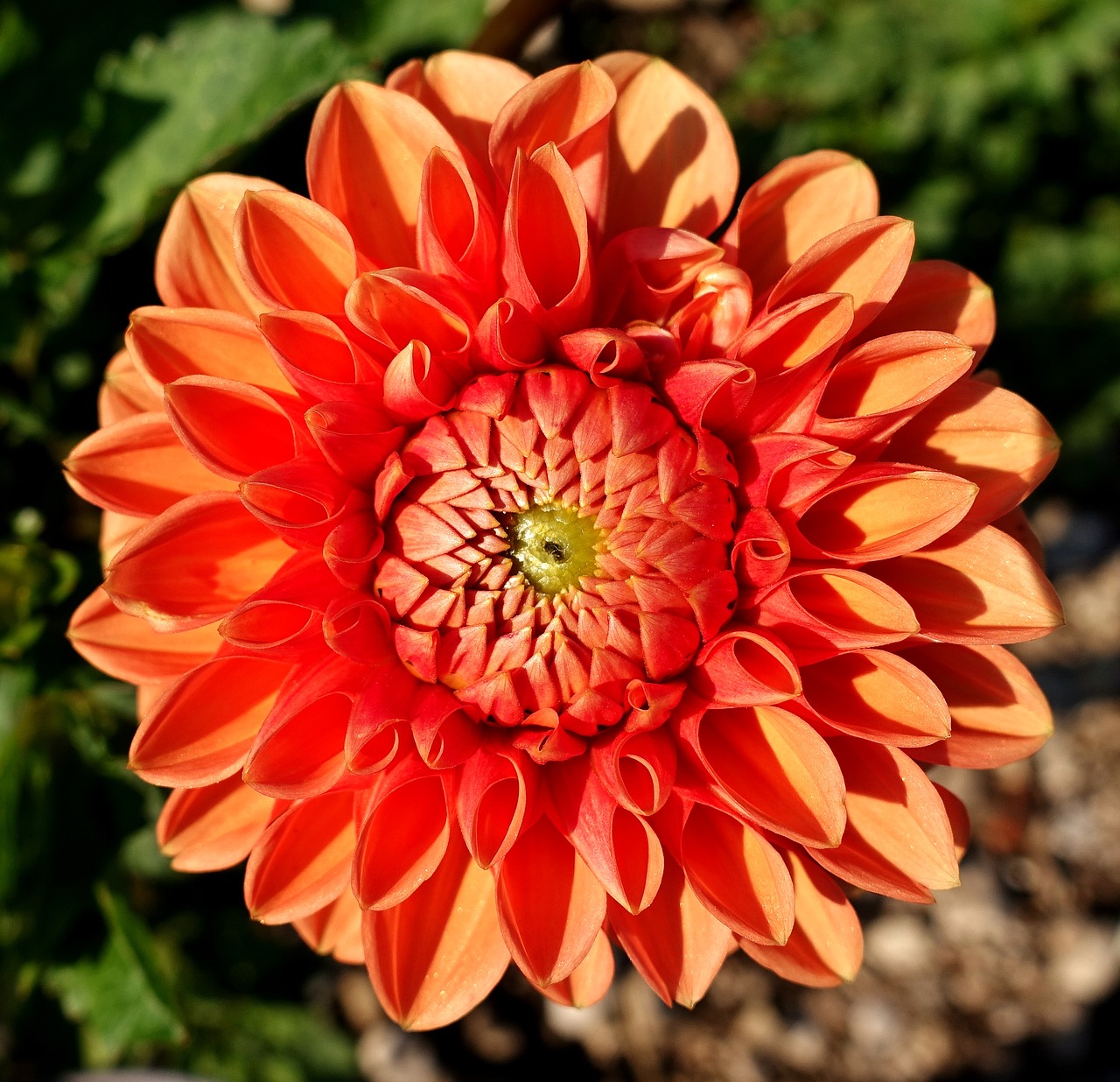 dahlia  plant  flower free photo