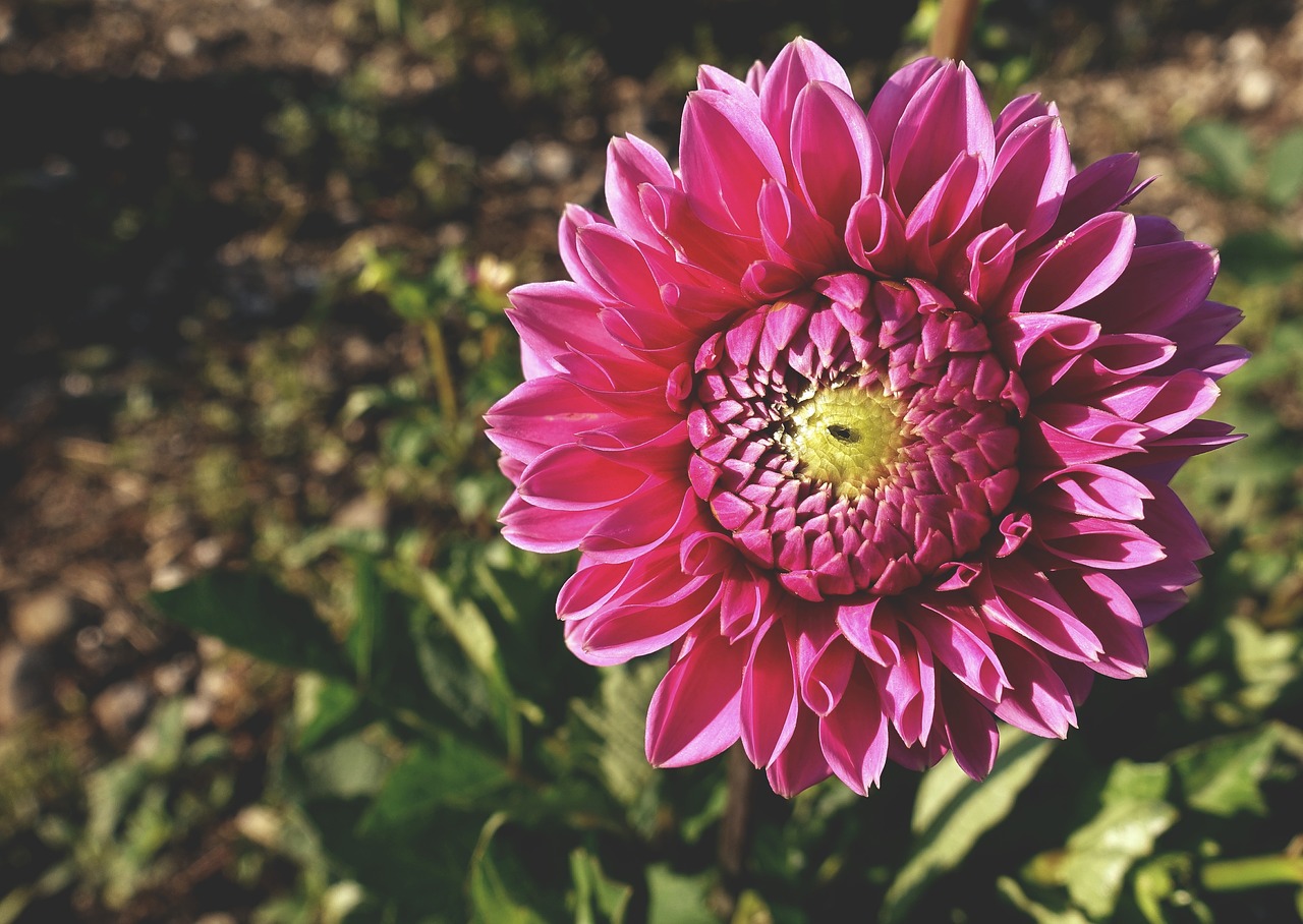 dahlia  plant  flower free photo