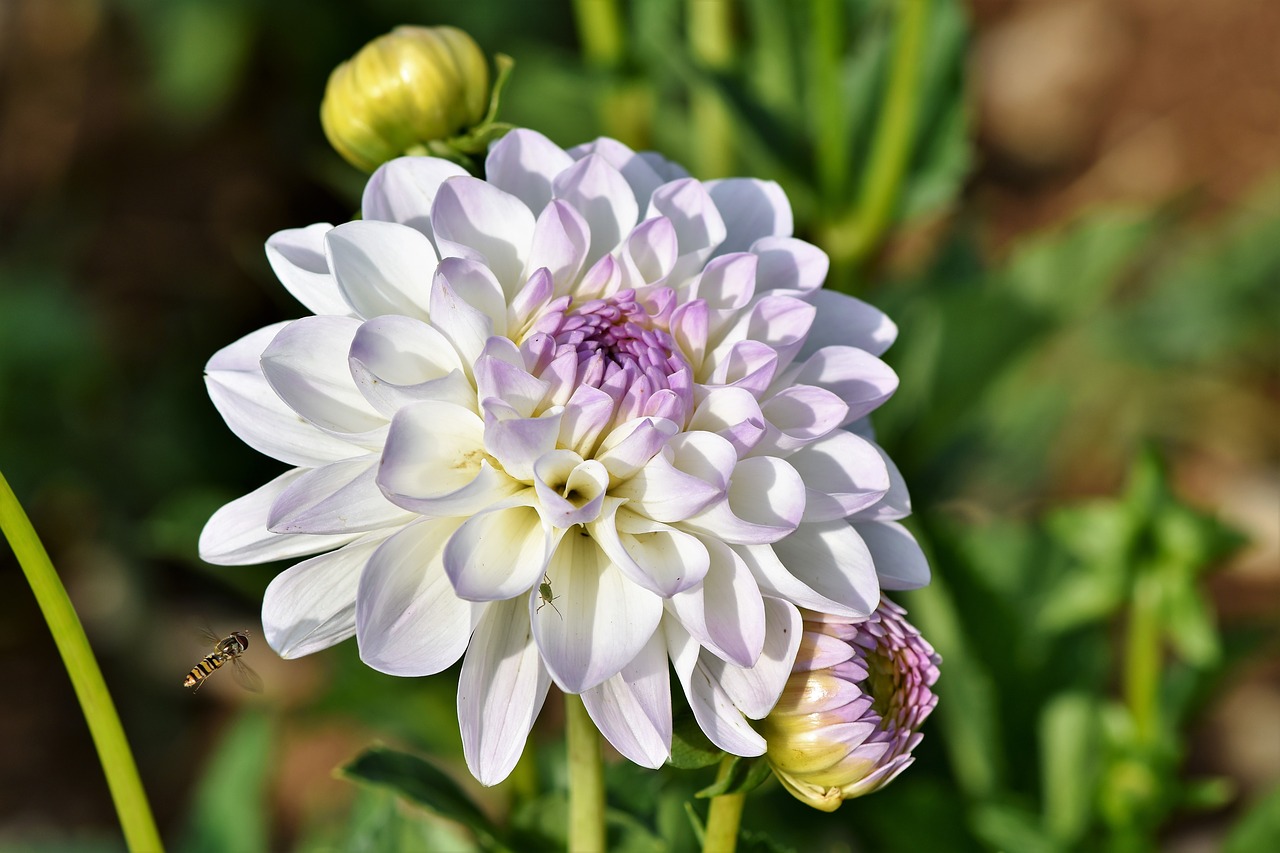 dahlia  dahlias bud  flower free photo