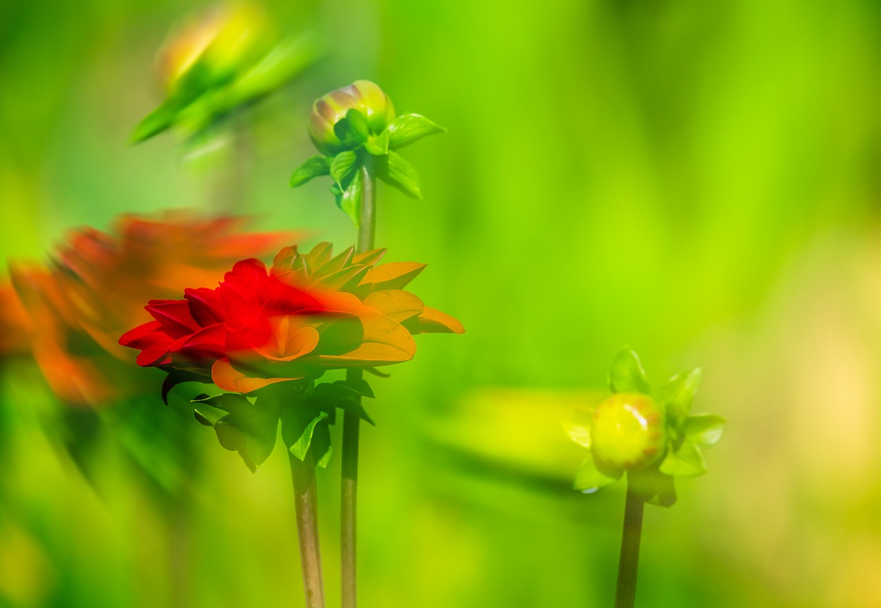 dahlia  flower  movement free photo