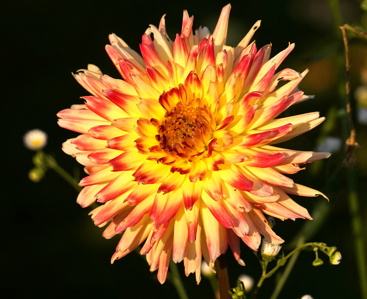 dahlia  blossom  bloom free photo