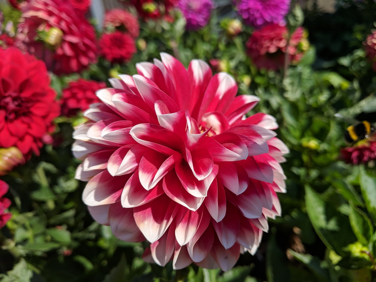 dahlia  flower  blossom free photo