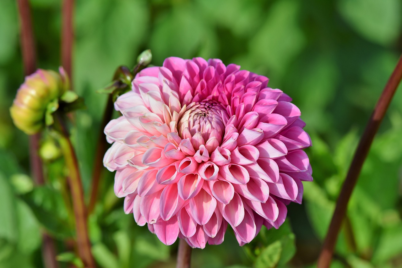 dahlia  dahlias bud  flower free photo