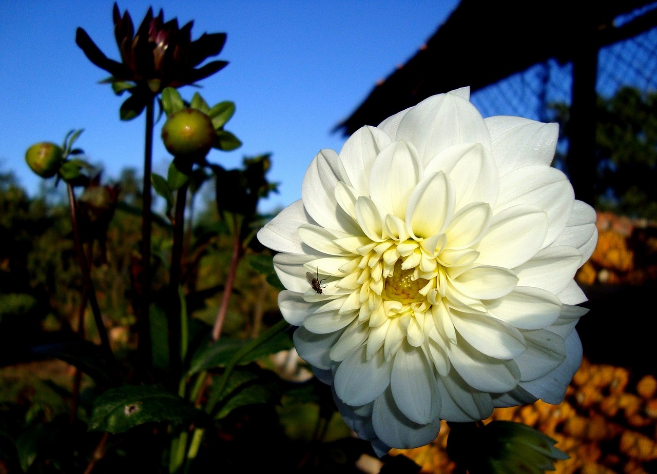 dahlia  flower  nature free photo