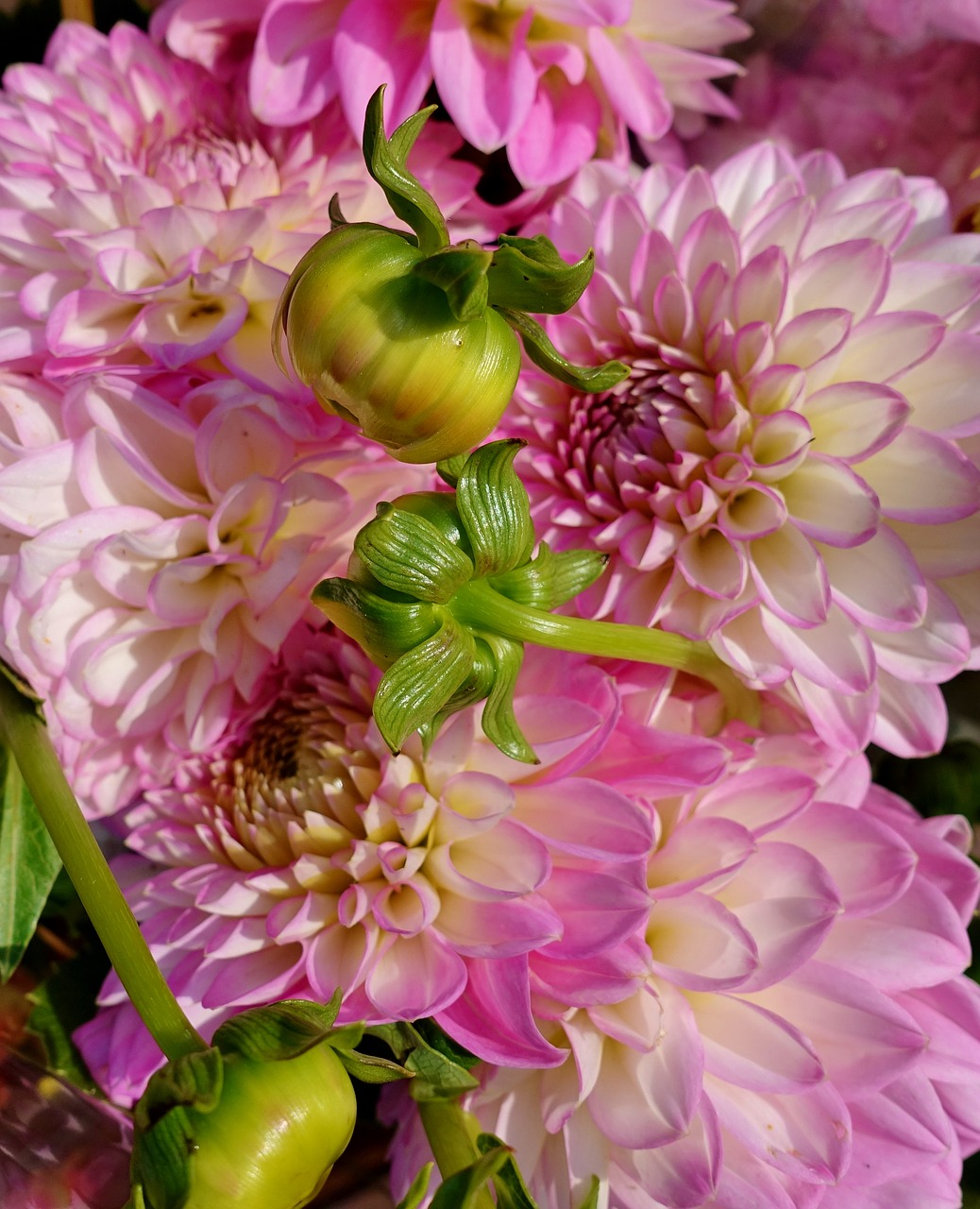 dahlia  plant  flower free photo