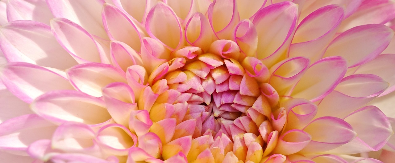 dahlia  plant  flower free photo