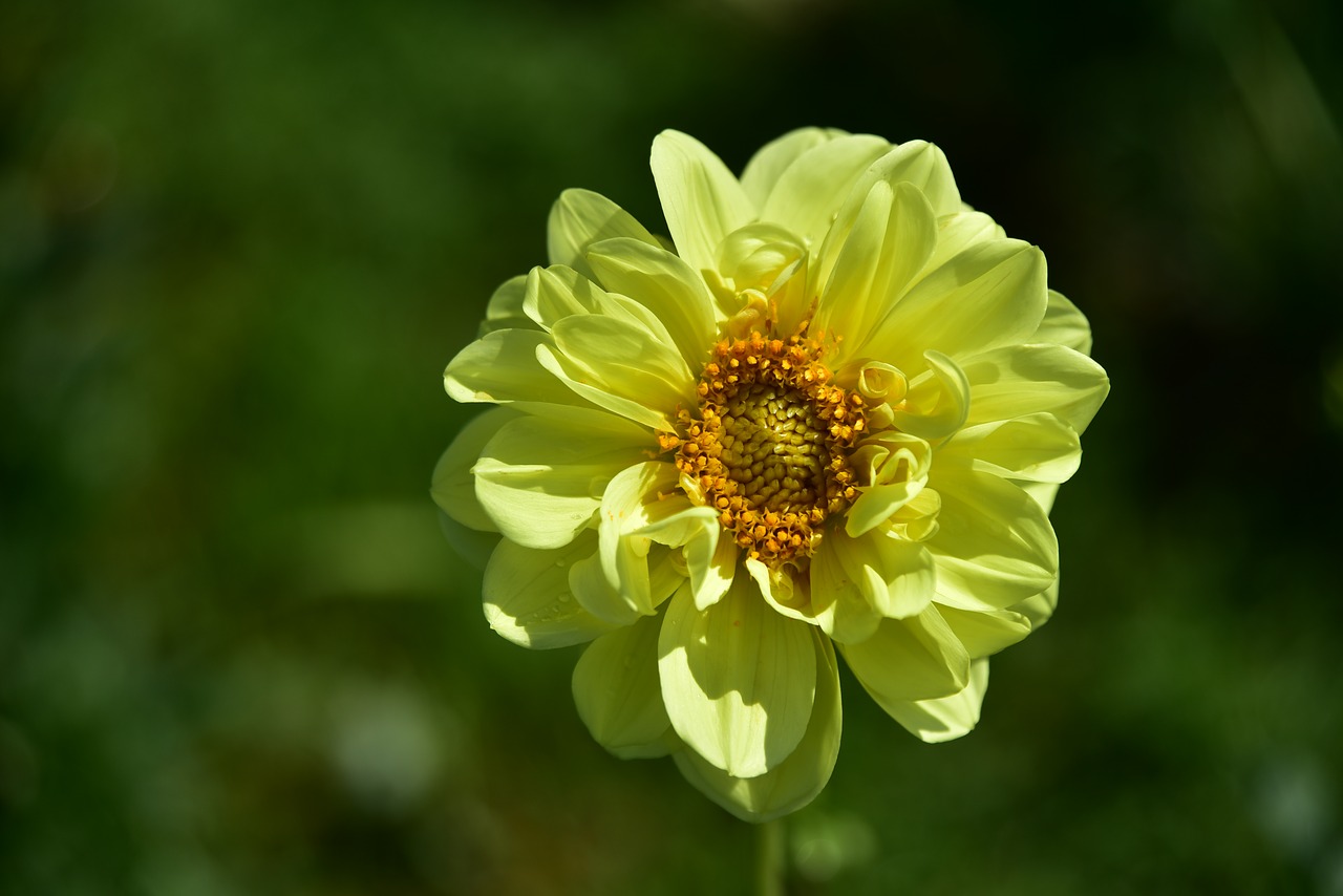 dahlia  yellow  flower free photo