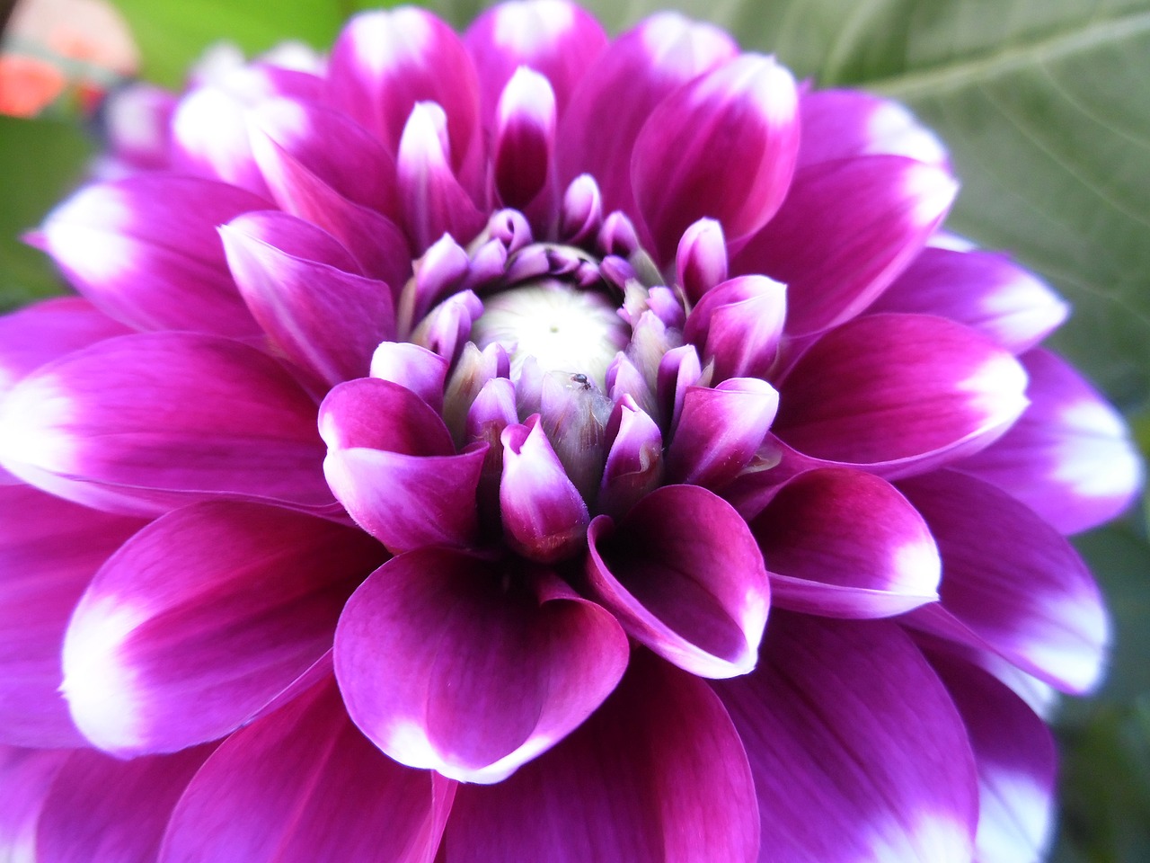 dahlia  flower  blossom free photo