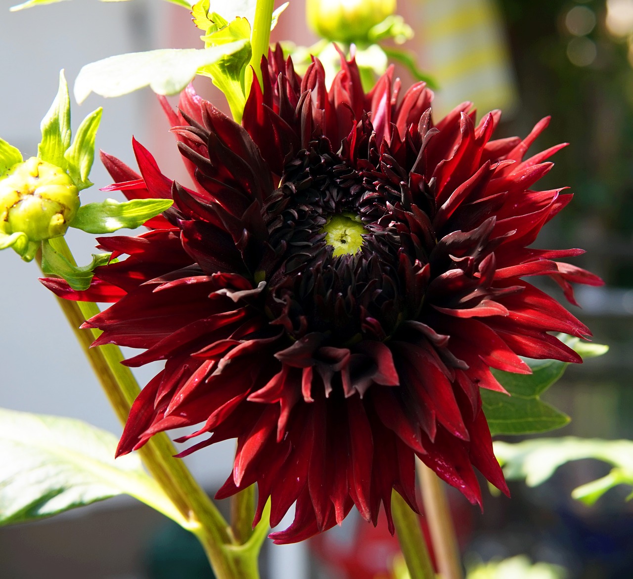 dahlia  blossom  bloom free photo