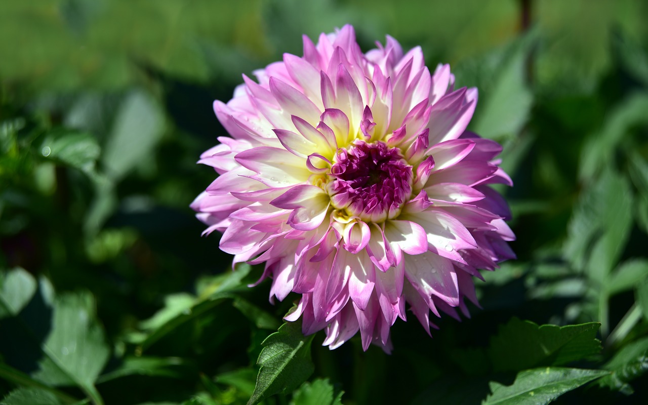 dahlia  bloom  blossom free photo