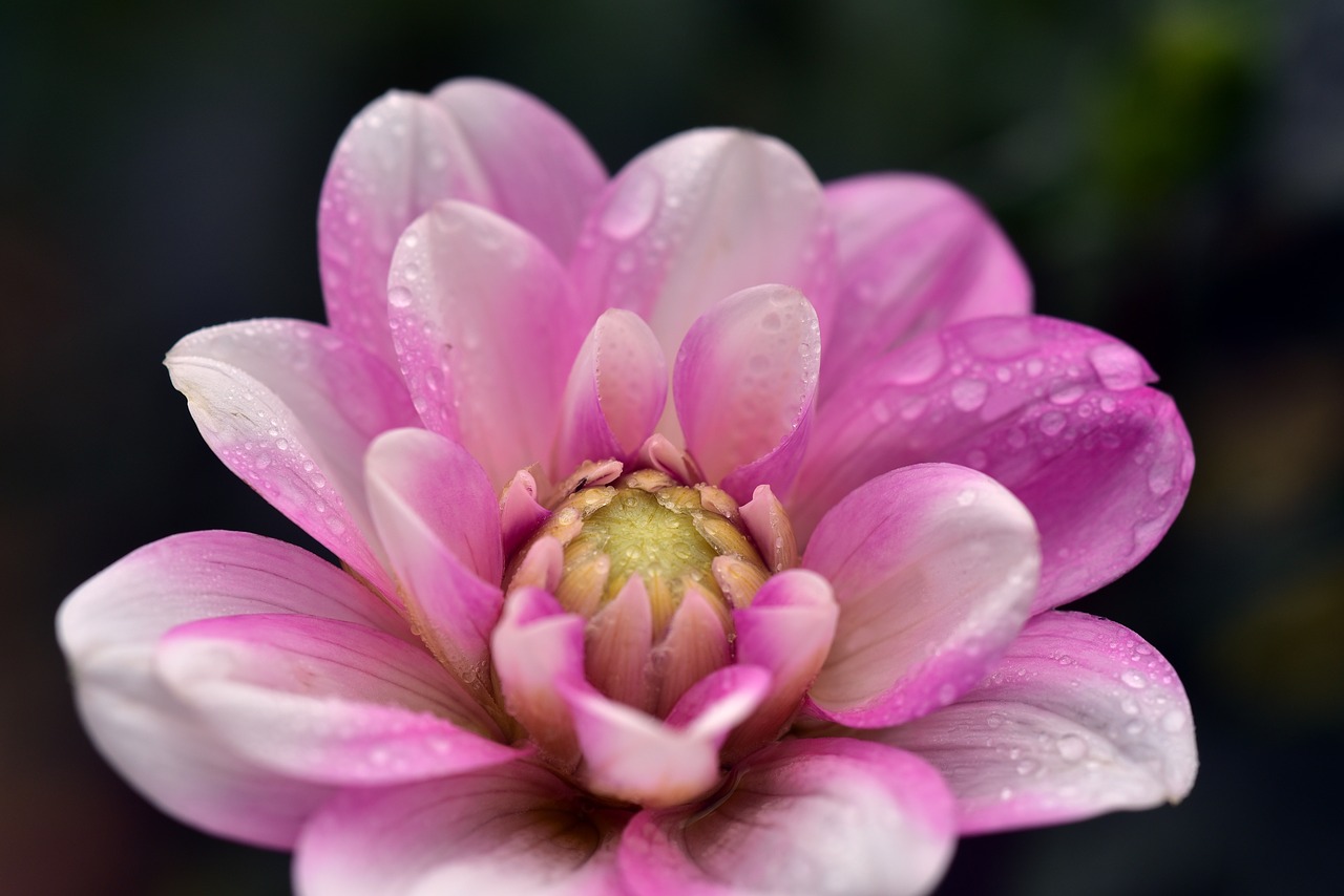 dahlia  blossom  bloom free photo