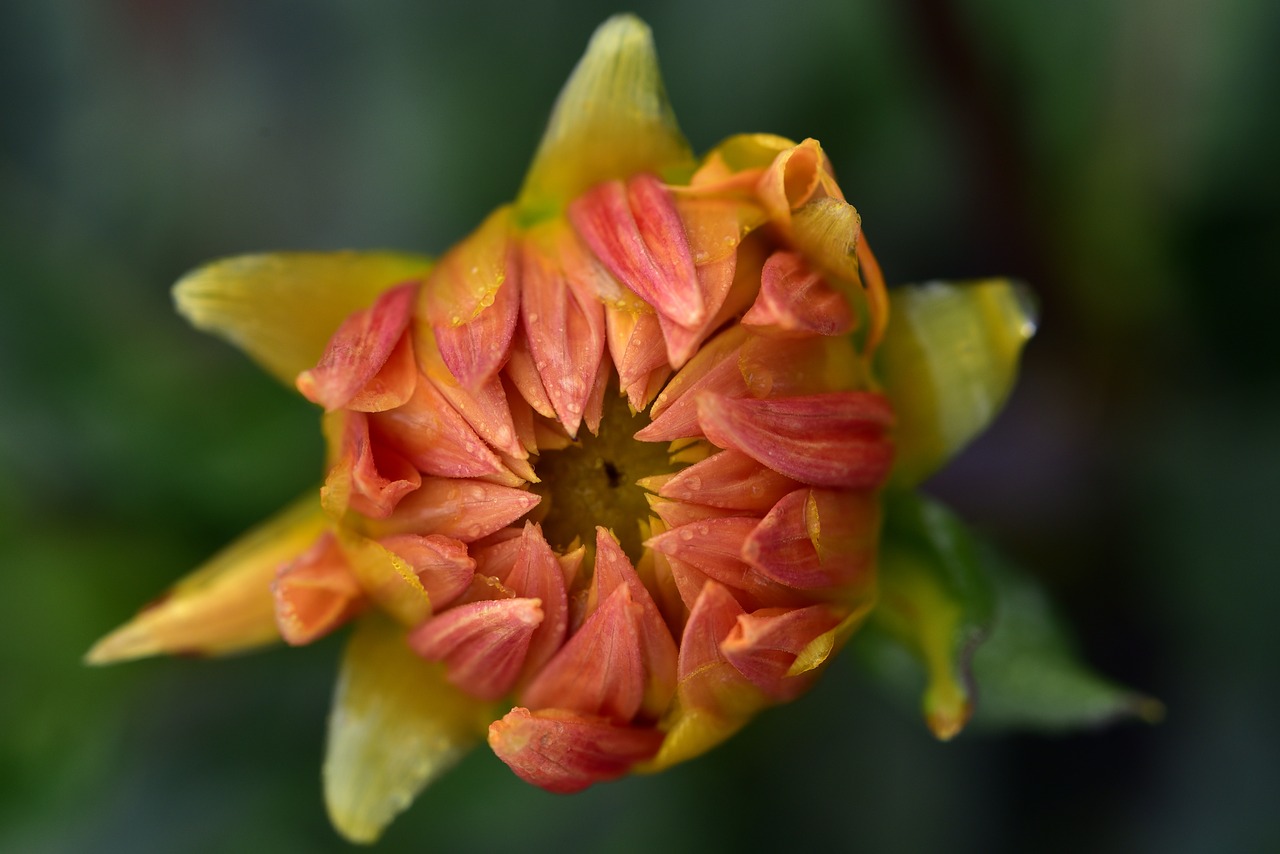 dahlia  blossom  bloom free photo