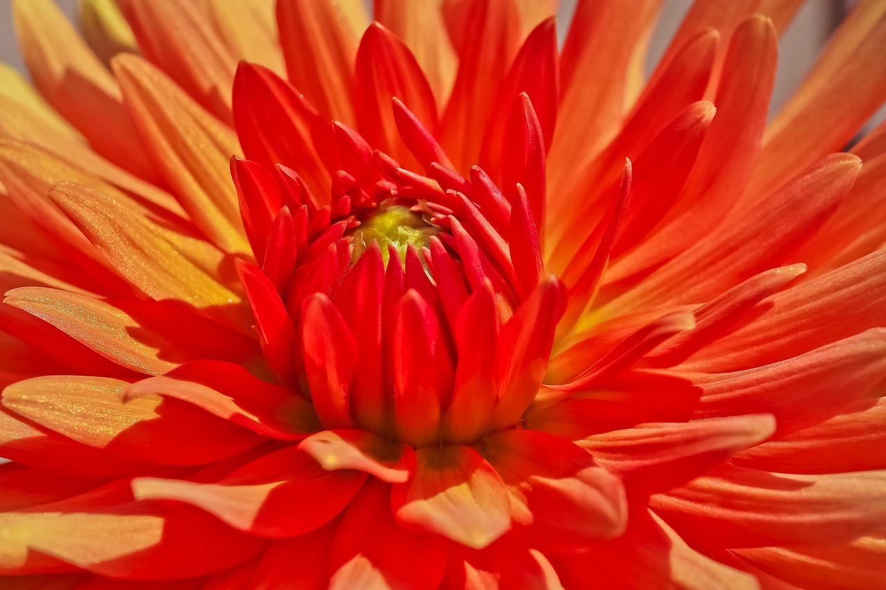 dahlia  flower  blossom free photo