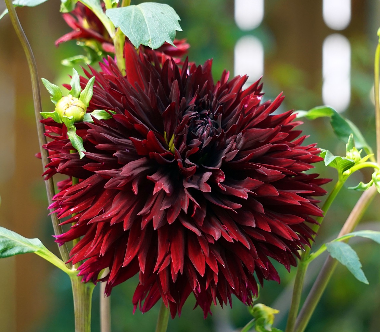 dahlia  blossom  bloom free photo