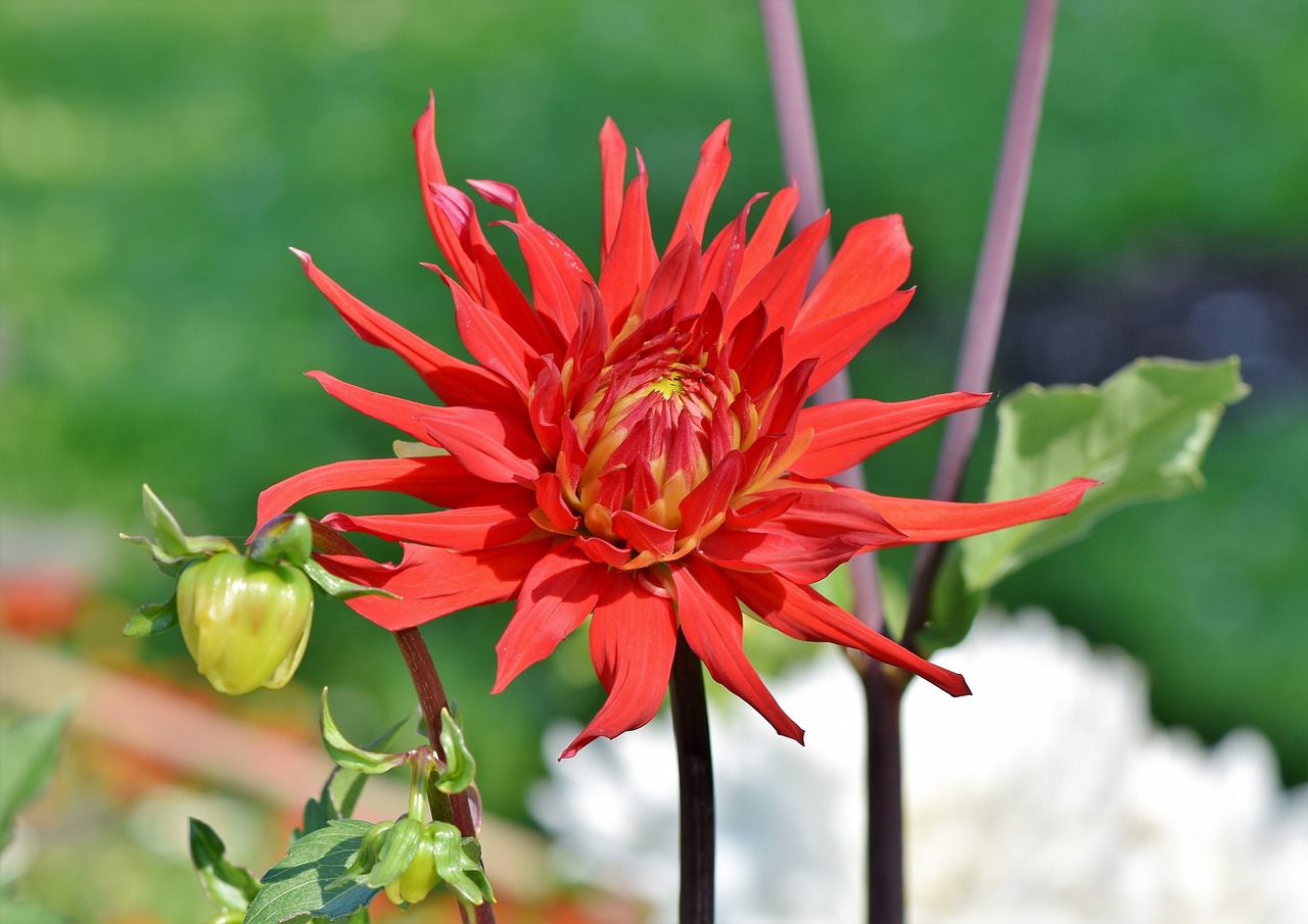 dahlia  cactus dahlia  flower garden free photo