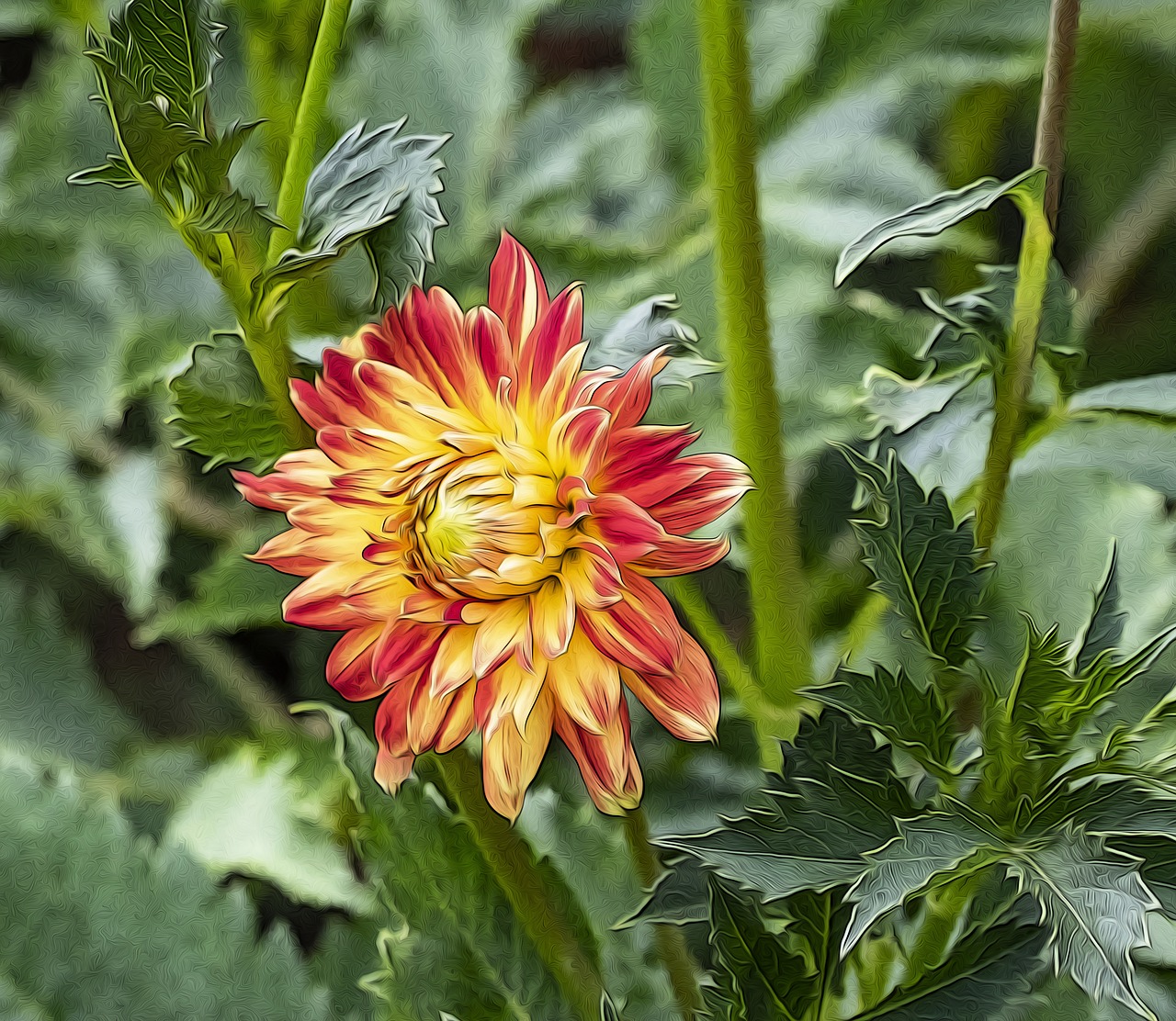 dahlia  flowers  plants free photo