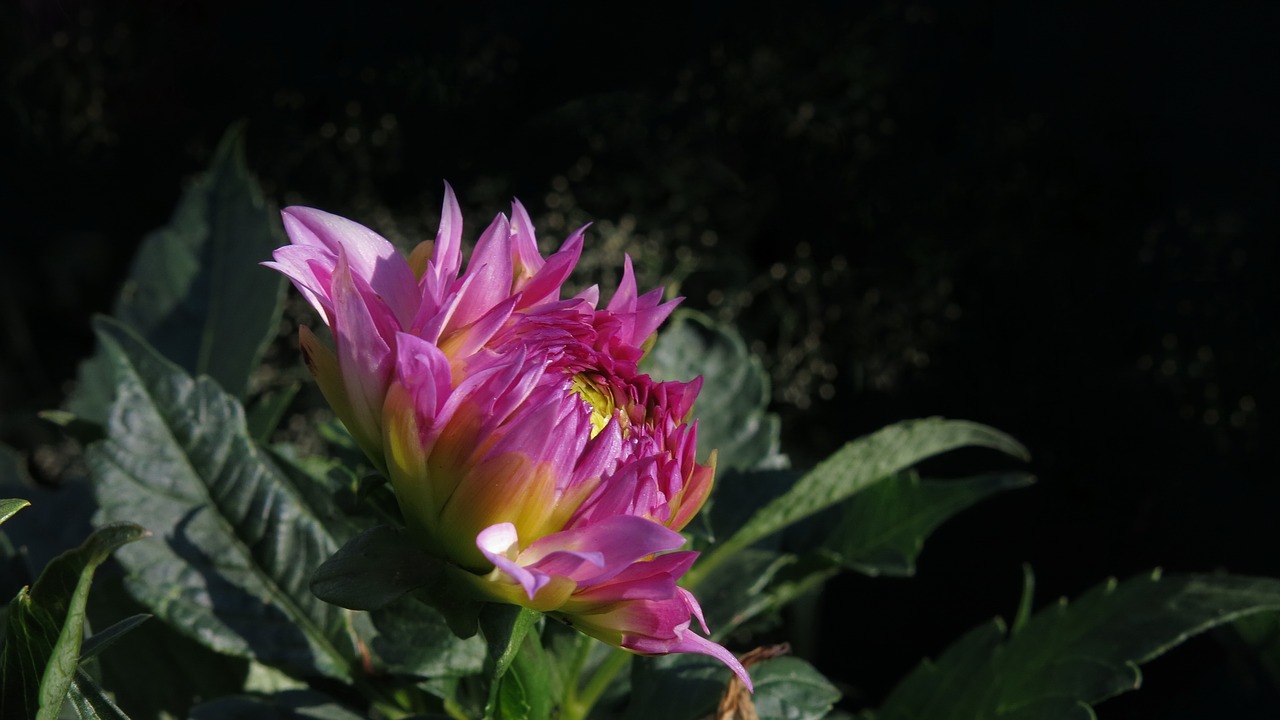 dahlia  kordessa  not winter-hardy free photo