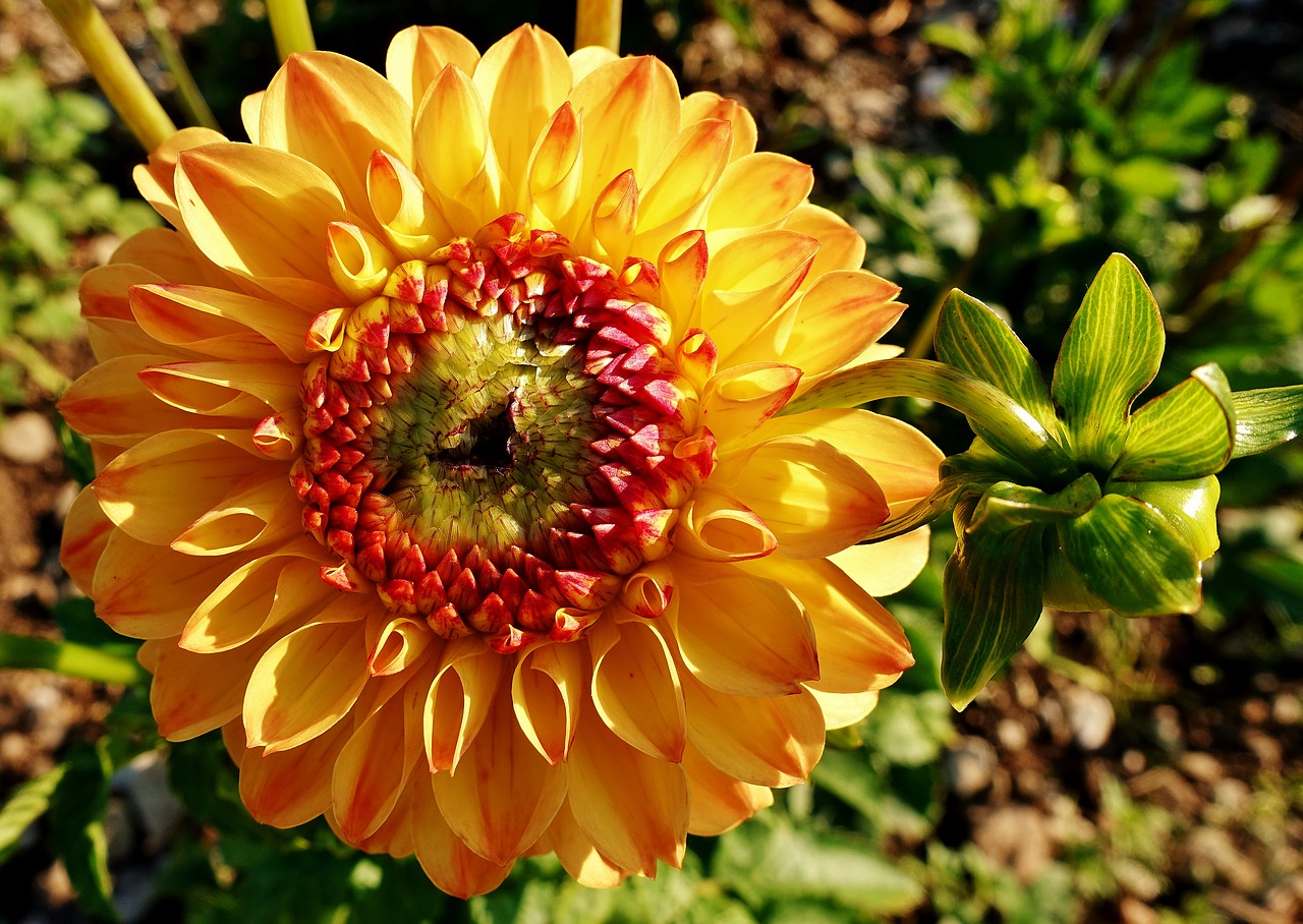 dahlia  plant  flower free photo