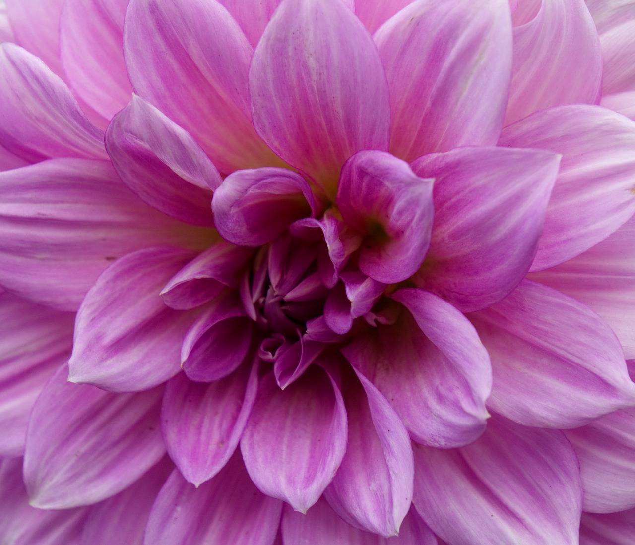 dahlia  blossom  bloom free photo