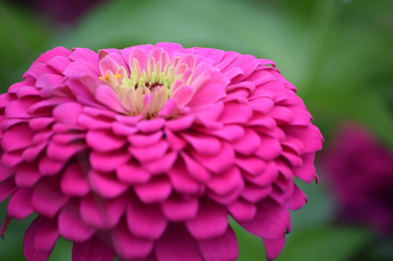 dahlia  flower  bloom free photo