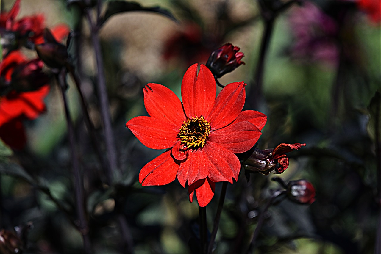 dahlia  flower  red free photo