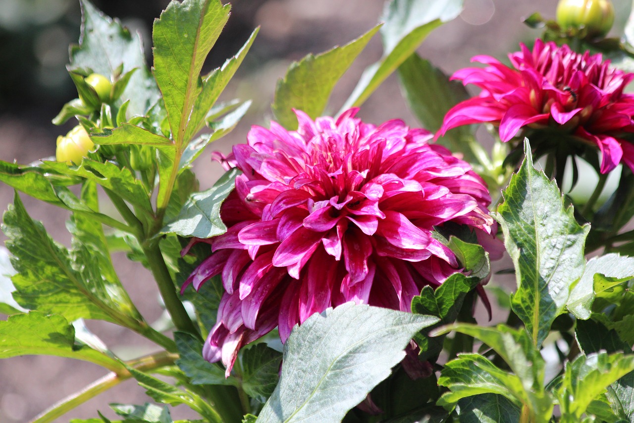 dahlia  pink flower  the buds free photo