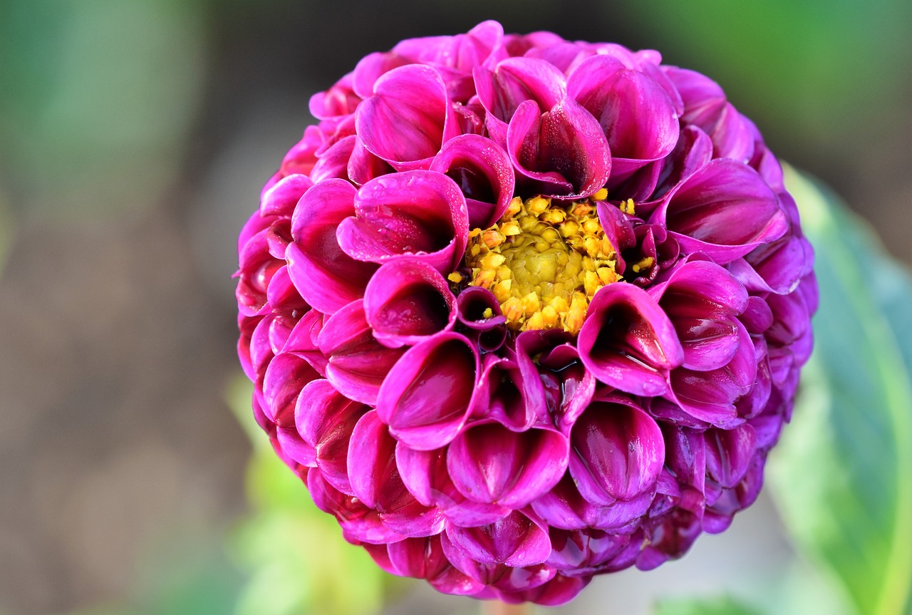 dahlia  dahlias bud  flower free photo