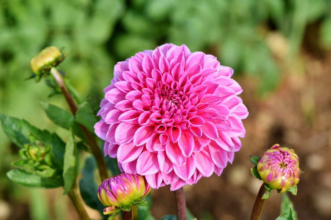 dahlia  dahlias bud  flower free photo