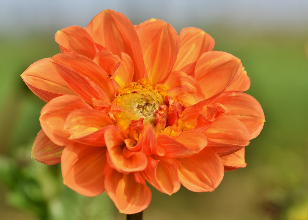 dahlia  dahlias bud  flower free photo