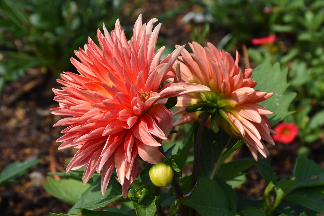 dahlia  apricot  flowers free photo