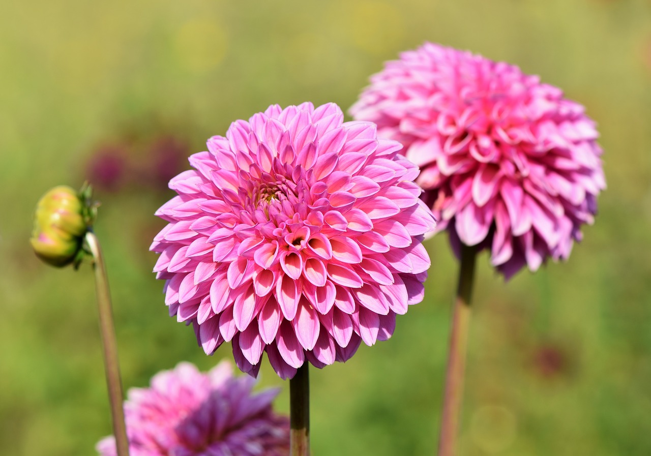 dahlia  dahlias bud  flower free photo