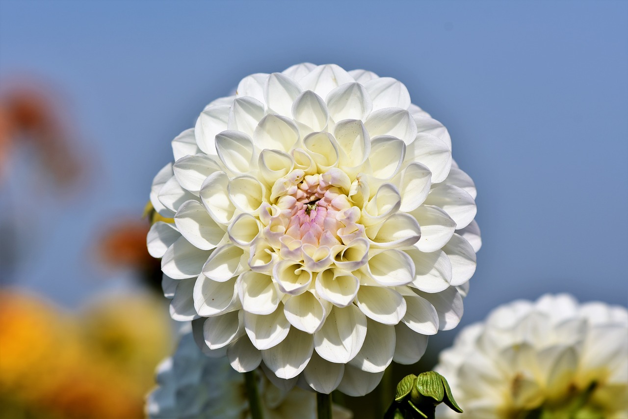 dahlia  dahlias bud  flower free photo